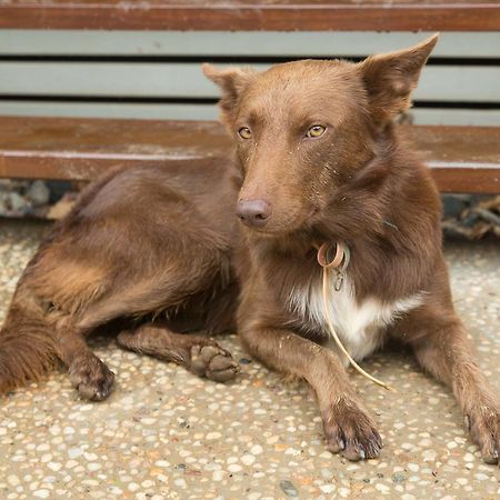 Cairns Homestead Redlynch Pet And Family Friendly ภายนอก รูปภาพ